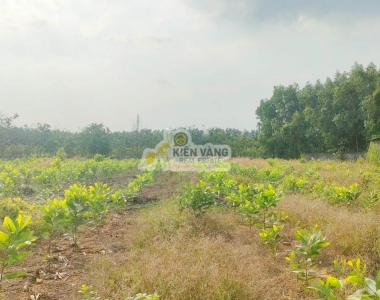 BÁN GẤP QUỸ ĐẤT LỚN MẶT TIỀN ĐẸP TẠI BÀU CẠN GIÁ TỐT ĐẦU TƯ