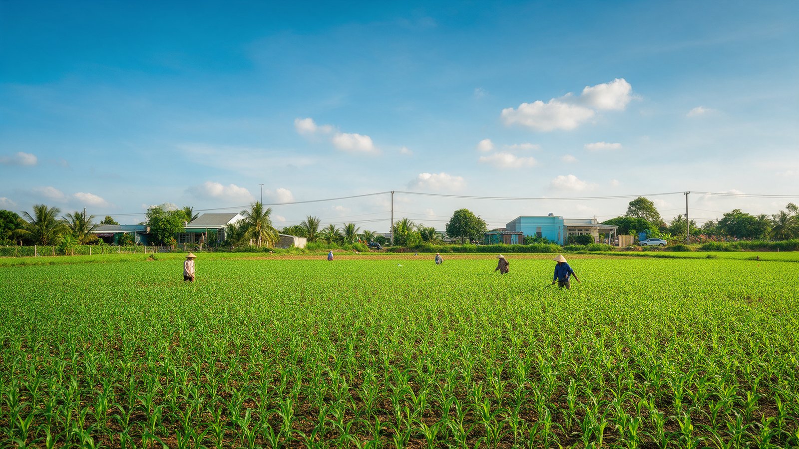 Cánh đồng nông nghiệp xanh tốt vùng nông thôn Đồng Nai