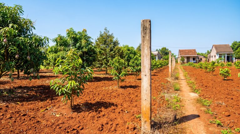 Chuyển đất trồng cây lâu năm (CLN) sang đất ở tại Long Thành: điều kiện, căn cứ và chi phí ước tính theo Luật Đất đai 2024