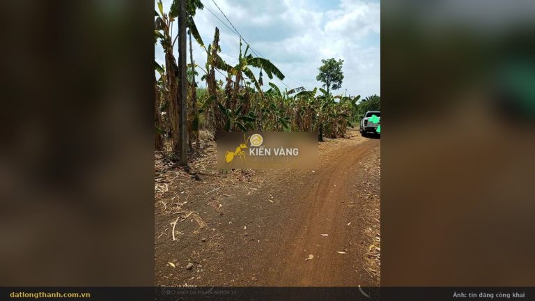 Mặt tiền đường vào lô đất Cẩm Đường Long Thành với vườn chuối
